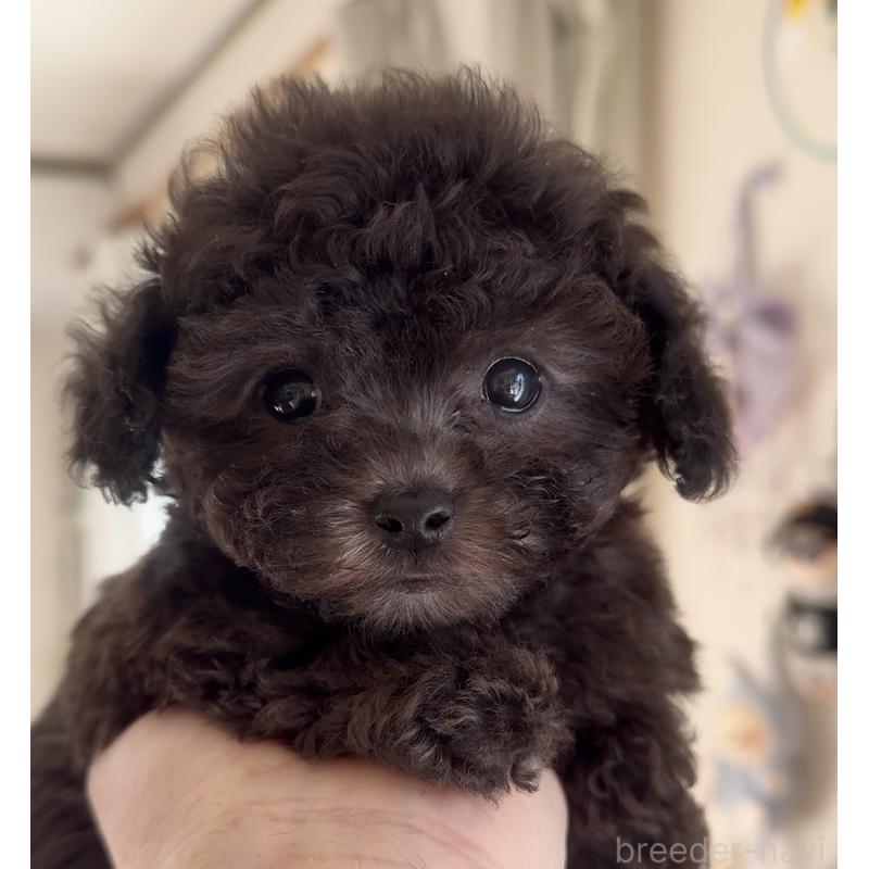 商談中の静岡県のティーカッププードル-434603の12枚目