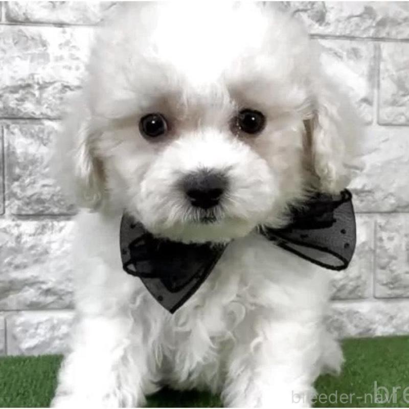 販売中の埼玉県のビションフリーゼ-439446の2枚目