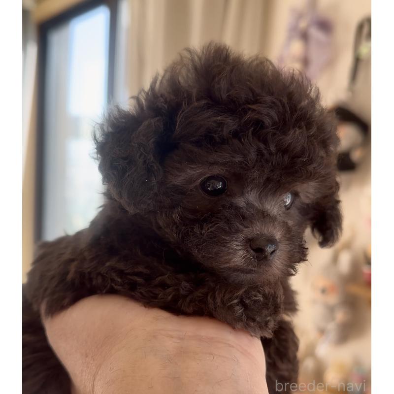 商談中の静岡県のティーカッププードル-434603の11枚目