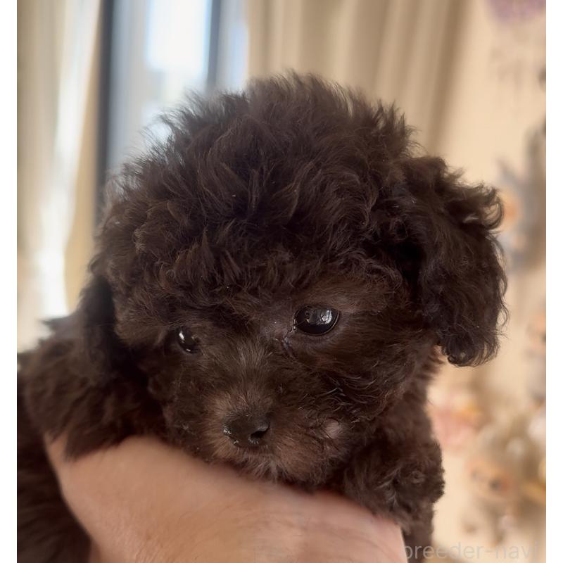 商談中の静岡県のティーカッププードル-434603の10枚目