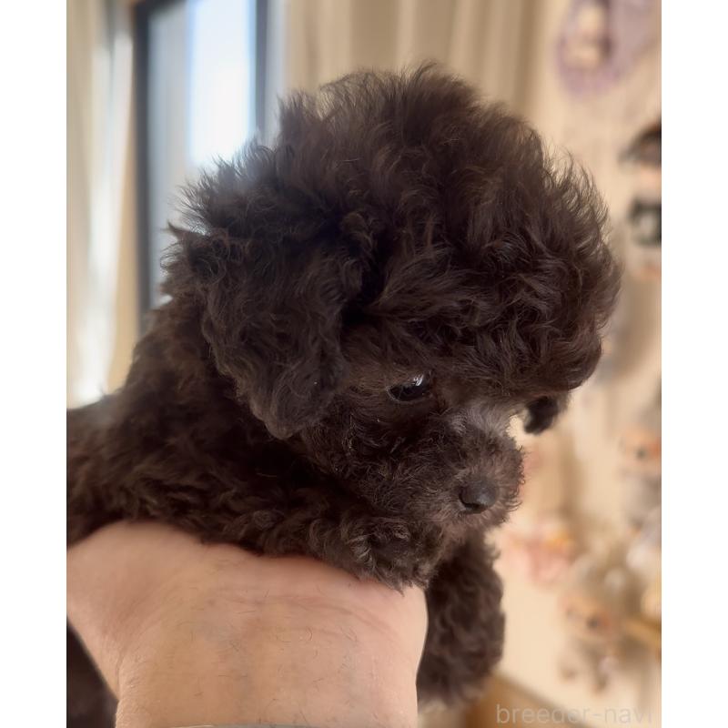 商談中の静岡県のティーカッププードル-434603の9枚目