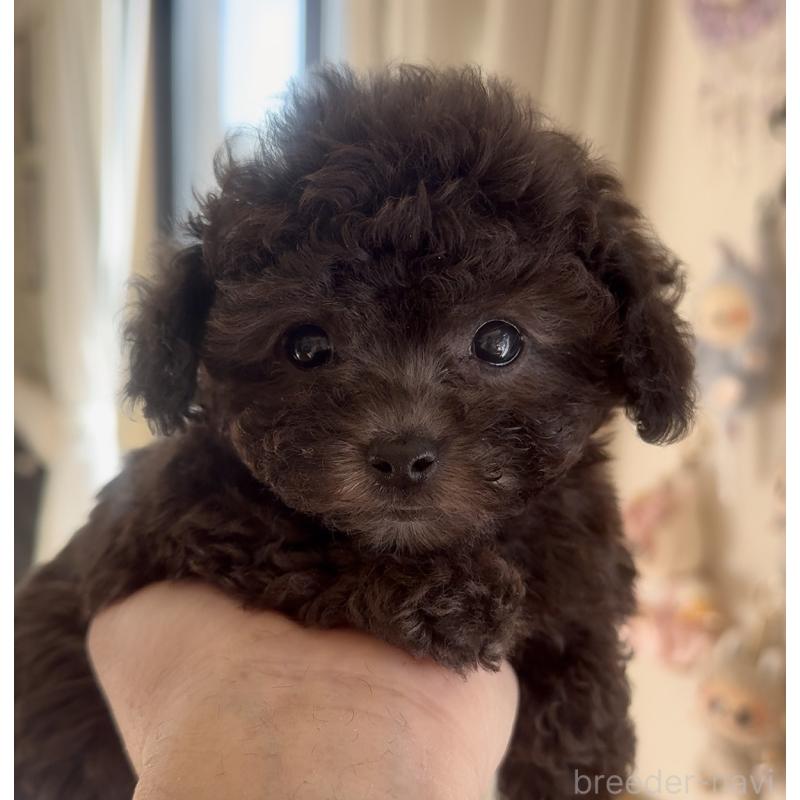 商談中の静岡県のティーカッププードル-434603の8枚目