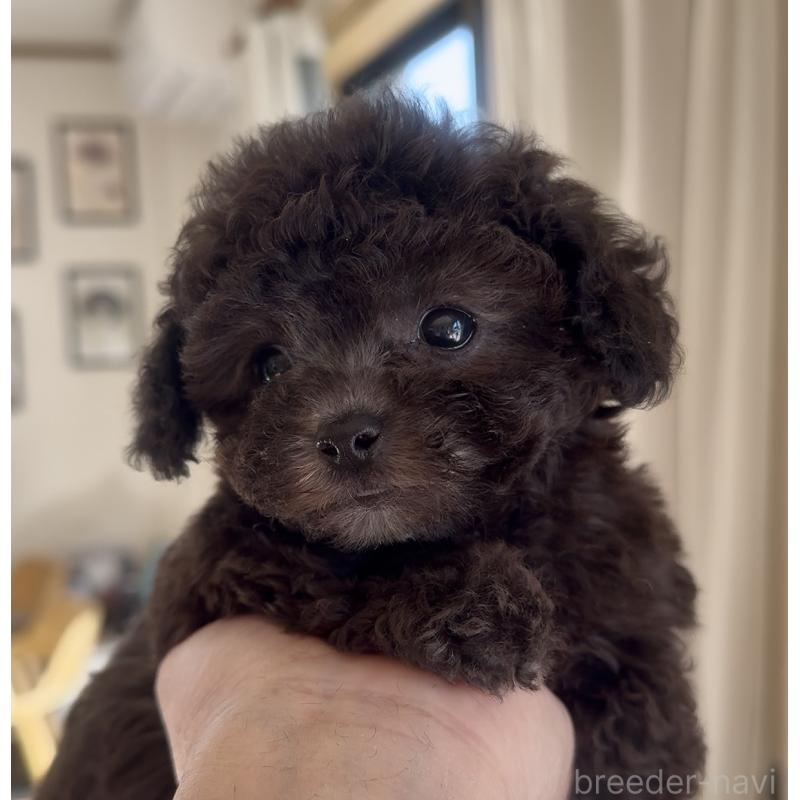 商談中の静岡県のティーカッププードル-434603の7枚目