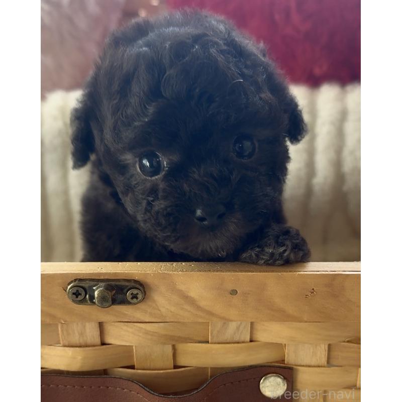 商談中の静岡県のティーカッププードル-434603の6枚目