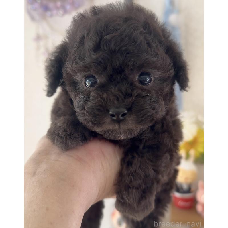 商談中の静岡県のティーカッププードル-434603の5枚目