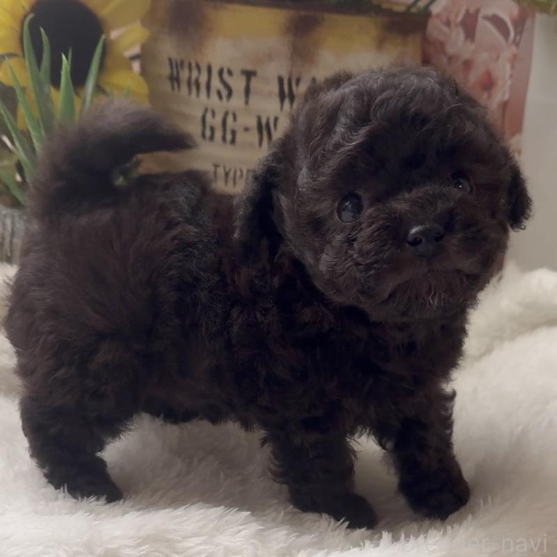 商談中の静岡県のティーカッププードル-434603の4枚目