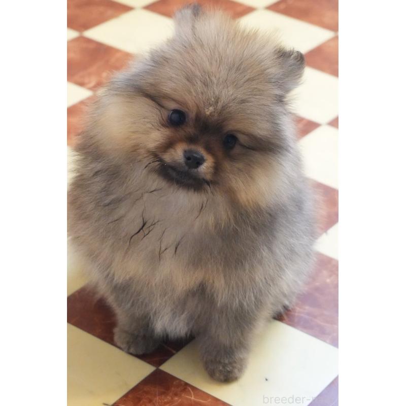 販売中の愛知県のポメラニアン-436131の2枚目