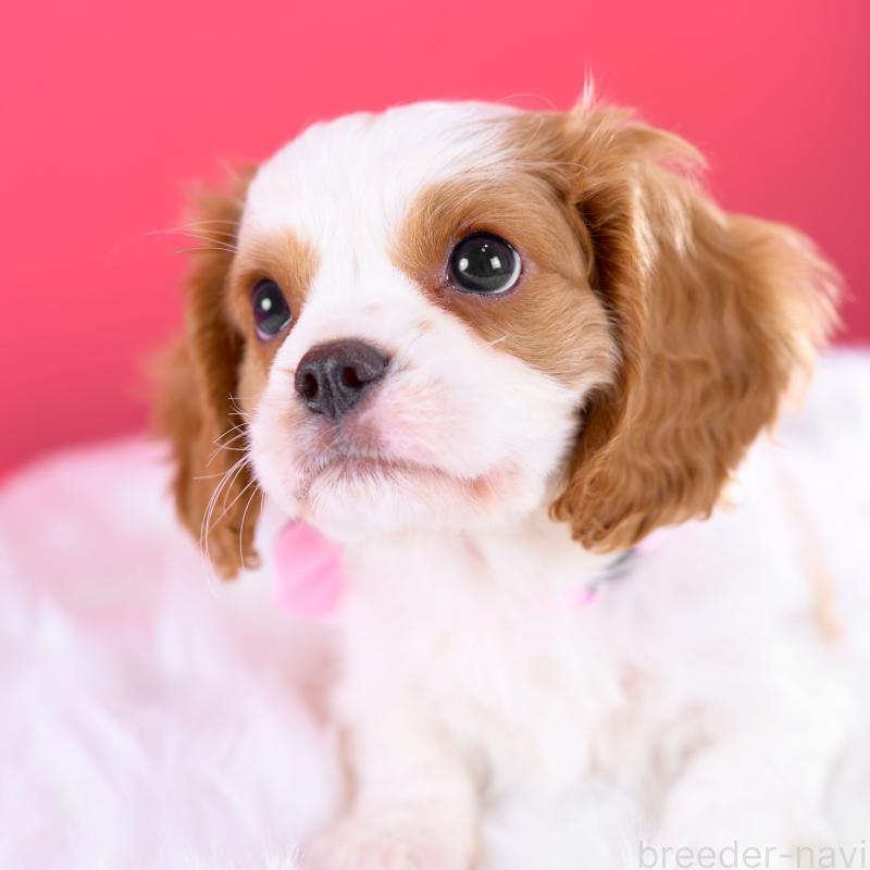 販売中ののキャバリアキングチャールズスパニエル-426658