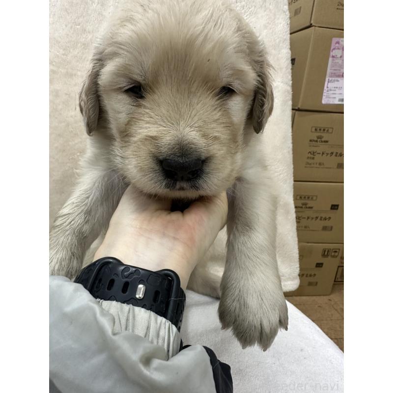 販売中の千葉県のゴールデンレトリーバー-439450の1枚目