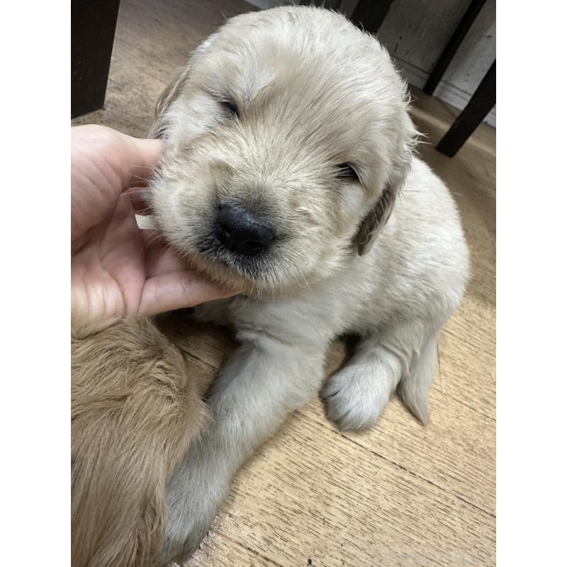 販売中の千葉県のゴールデンレトリーバー-439450の4枚目