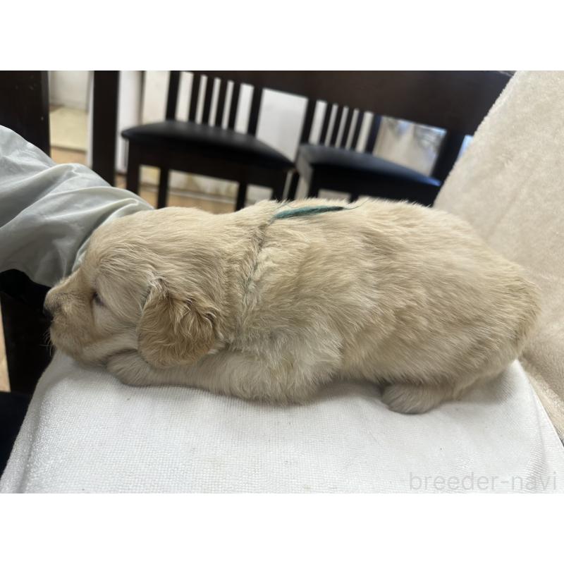 販売中の千葉県のゴールデンレトリーバー-439450の3枚目