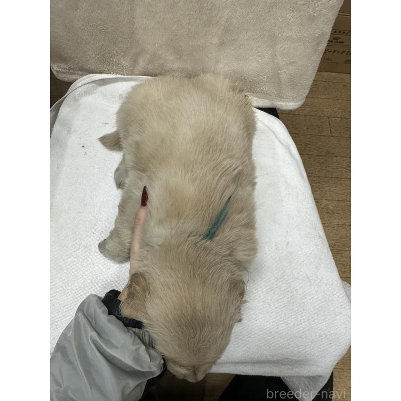 販売中の千葉県のゴールデンレトリーバー-439450の2枚目