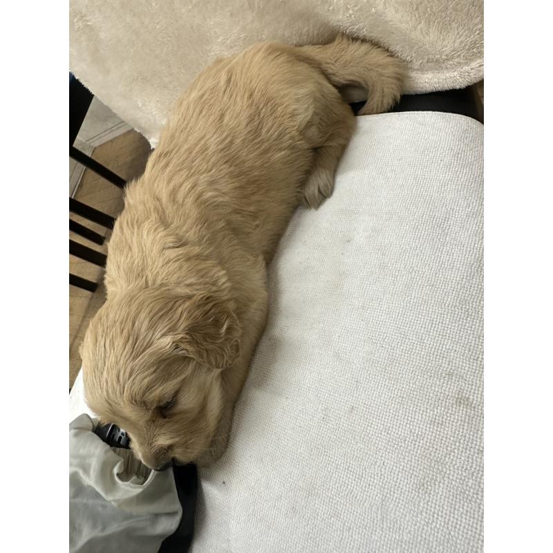 販売中の千葉県のゴールデンレトリーバー-439453の3枚目