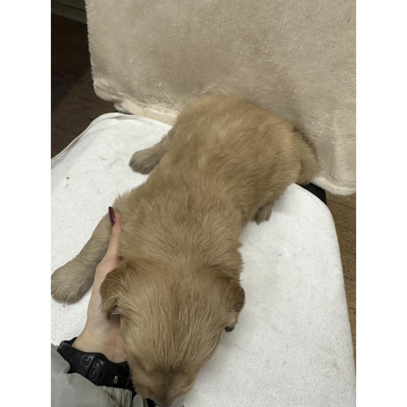 販売中の千葉県のゴールデンレトリーバー-439453の2枚目