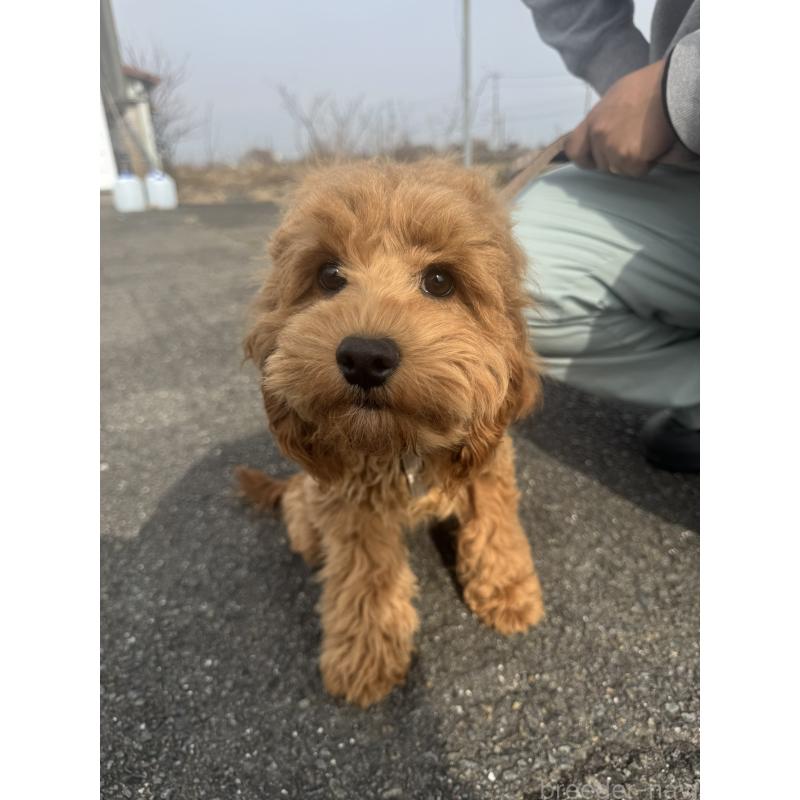 成約済の岐阜県のコッカプー:アメリカンコッカースパニエル×トイプードル-414264の2枚目