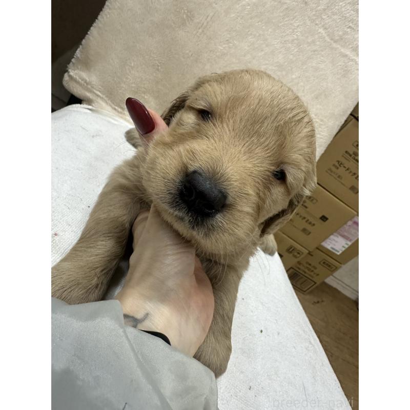 販売中の千葉県のゴールデンレトリーバー-439454