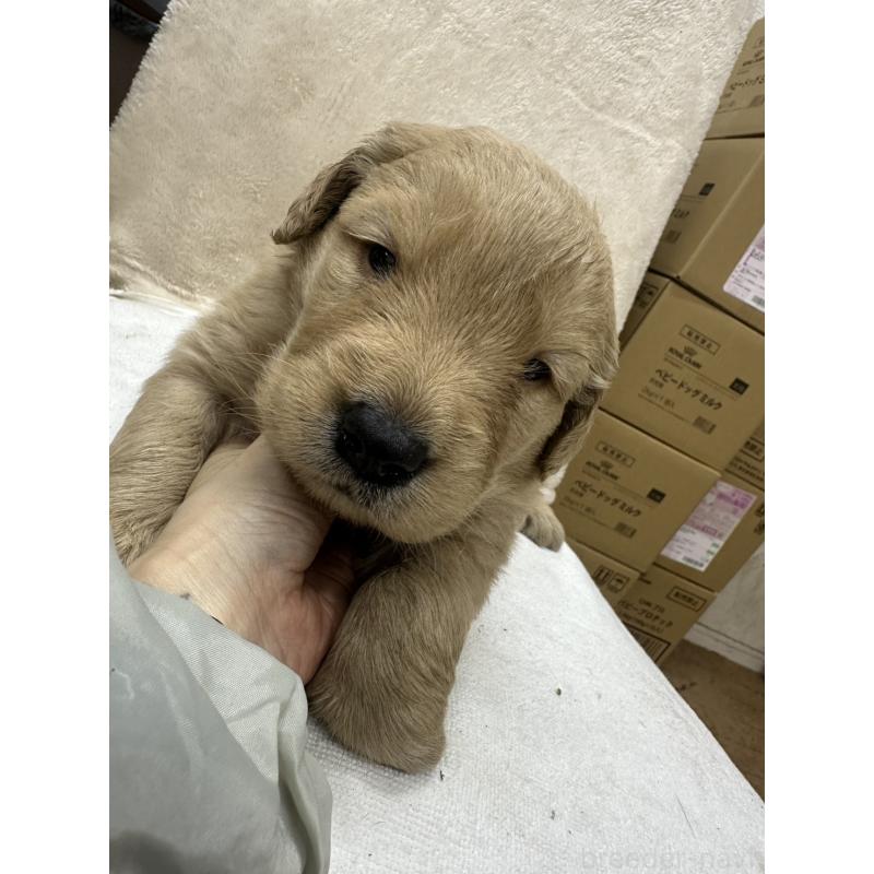 販売中の千葉県のゴールデンレトリーバー-439454の5枚目