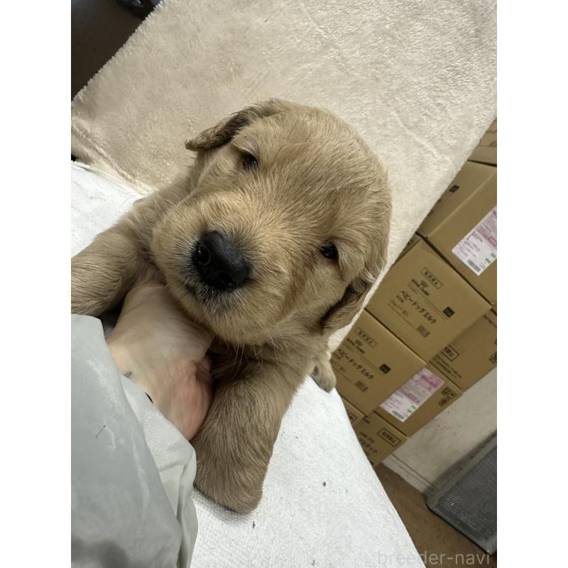 販売中の千葉県のゴールデンレトリーバー-439454の4枚目