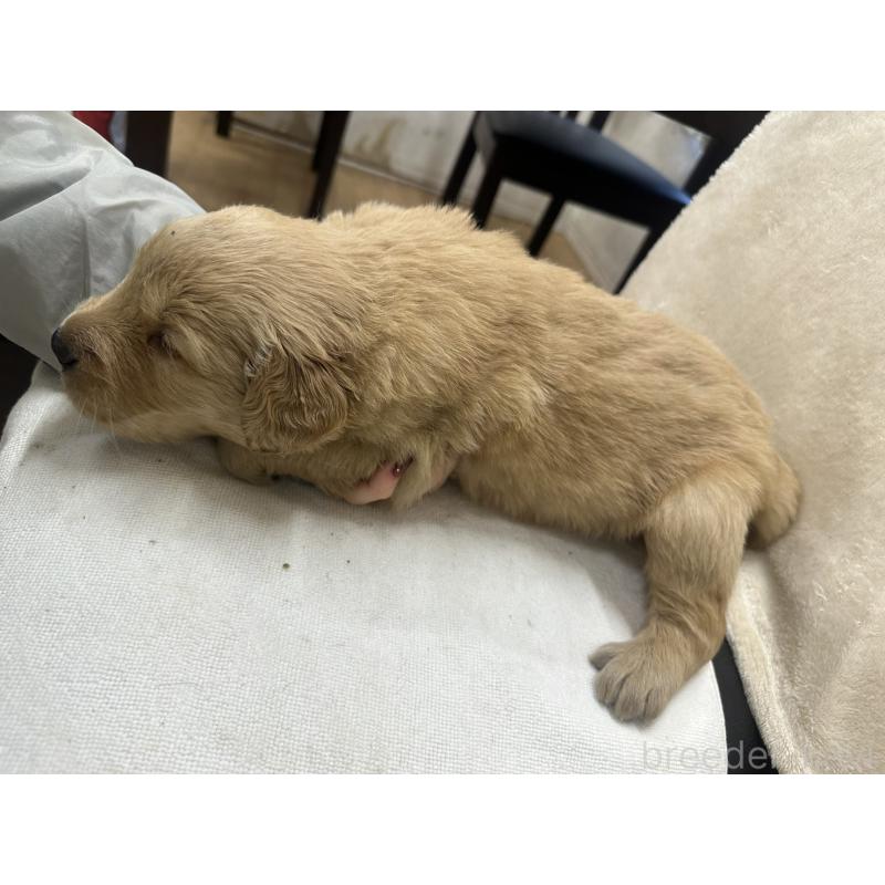 販売中の千葉県のゴールデンレトリーバー-439454の3枚目