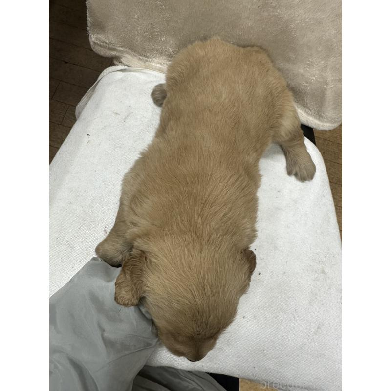 販売中の千葉県のゴールデンレトリーバー-439454の2枚目