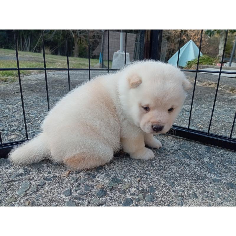 販売中の熊本県の豆柴-439456の4枚目