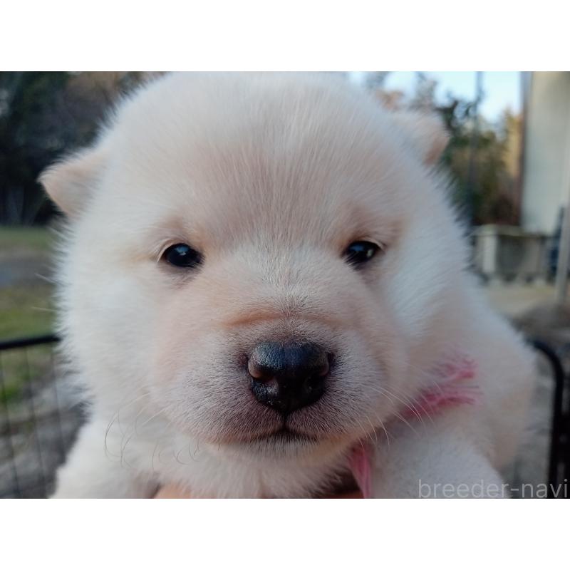 販売中の熊本県の豆柴-439456の3枚目