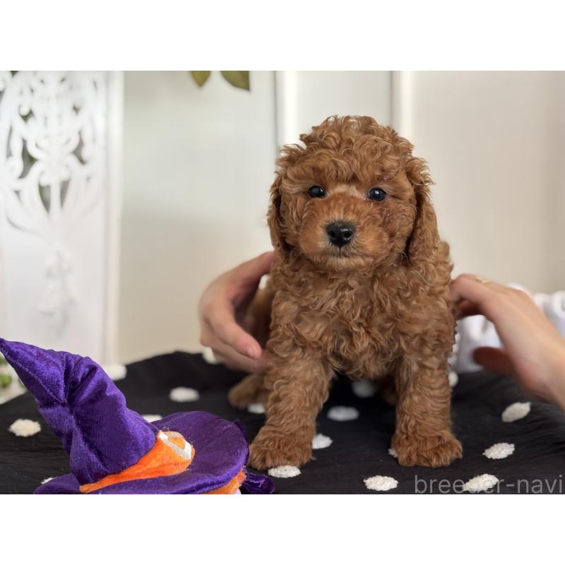 販売中の静岡県のトイプードル-439455の3枚目