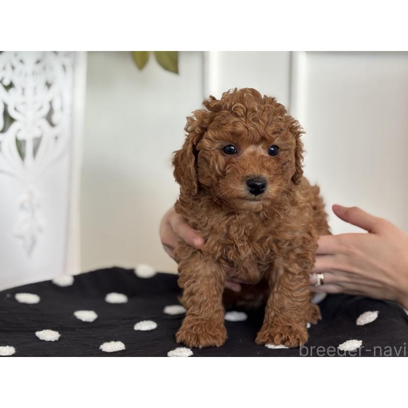 販売中の静岡県のトイプードル-439455の2枚目