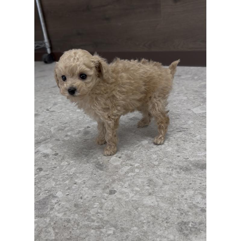 商談中の福岡県のティーカッププードル-436641の2枚目