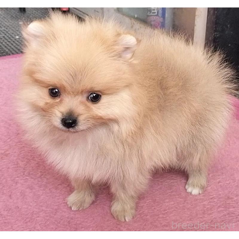 販売中の岐阜県のポメラニアン-439457の1枚目
