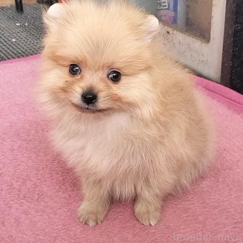 販売中の岐阜県のポメラニアン-439457の2枚目