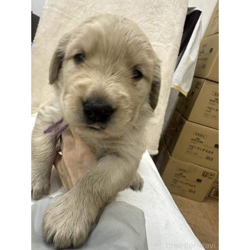 販売中の千葉県のゴールデンレトリーバー-439458の4枚目