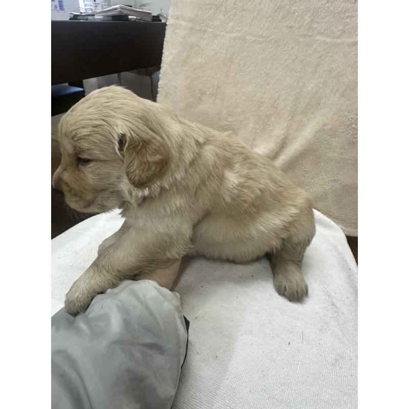 販売中の千葉県のゴールデンレトリーバー-439458の3枚目