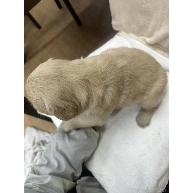 販売中の千葉県のゴールデンレトリーバー-439458の2枚目