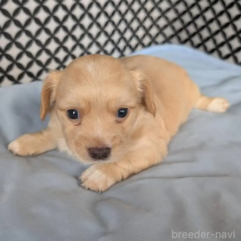 販売中の埼玉県のチワックス:チワワ×ミニチュアダックスフンド-439459の9枚目