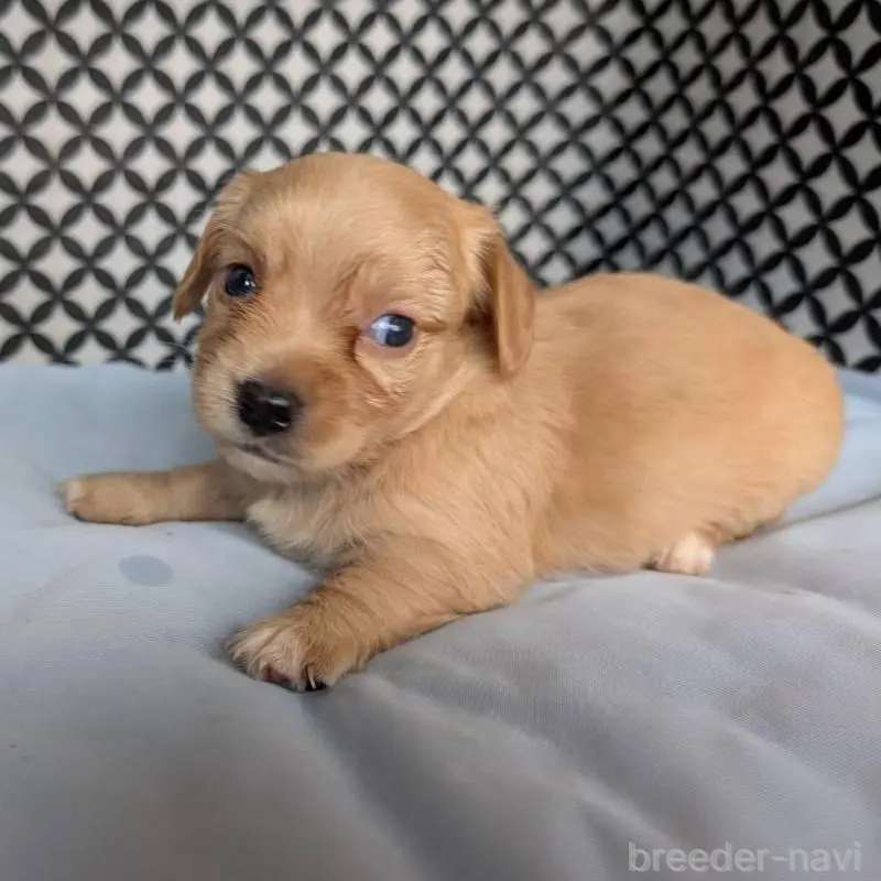 販売中の埼玉県のチワックス:チワワ×ミニチュアダックスフンド-439459の8枚目