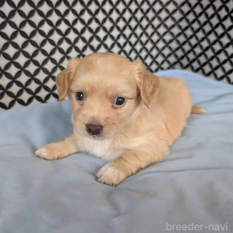 販売中の埼玉県のチワックス:チワワ×ミニチュアダックスフンド-439459の7枚目