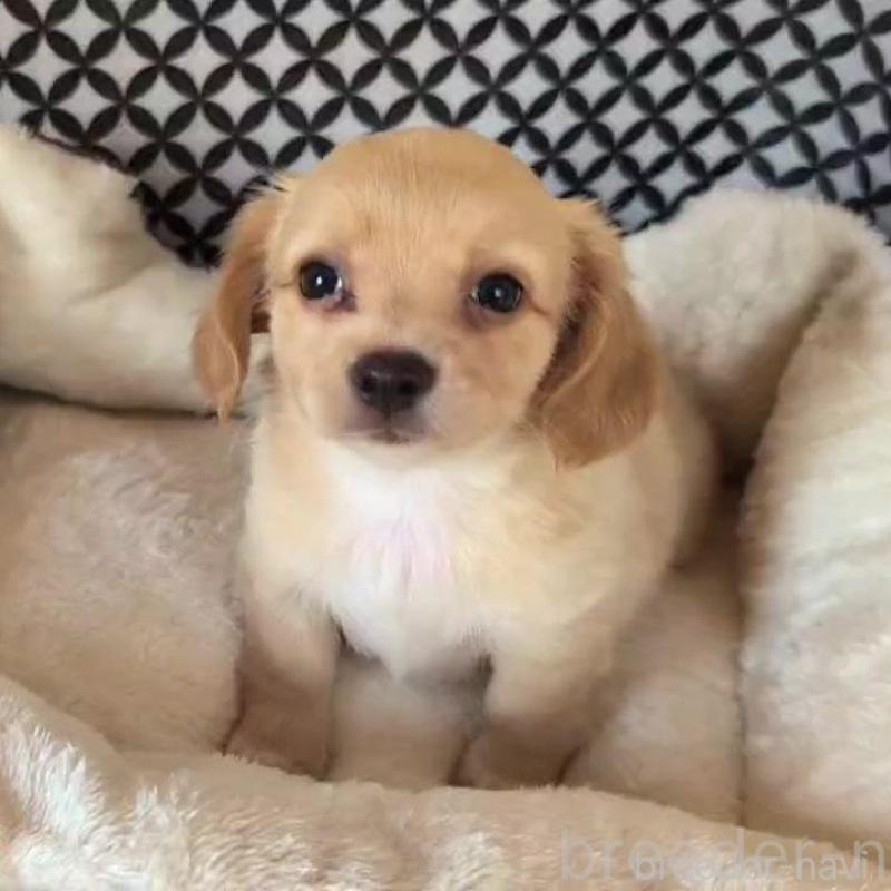 販売中の埼玉県のチワックス:チワワ×ミニチュアダックスフンド-439459の6枚目