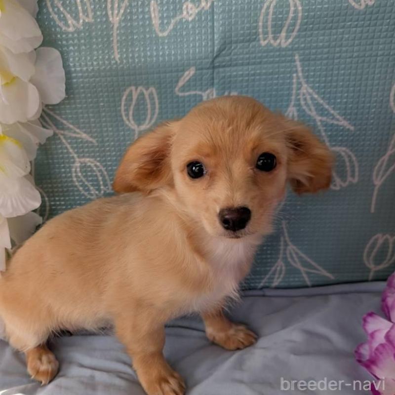 販売中の埼玉県のチワックス:チワワ×ミニチュアダックスフンド-439459の5枚目