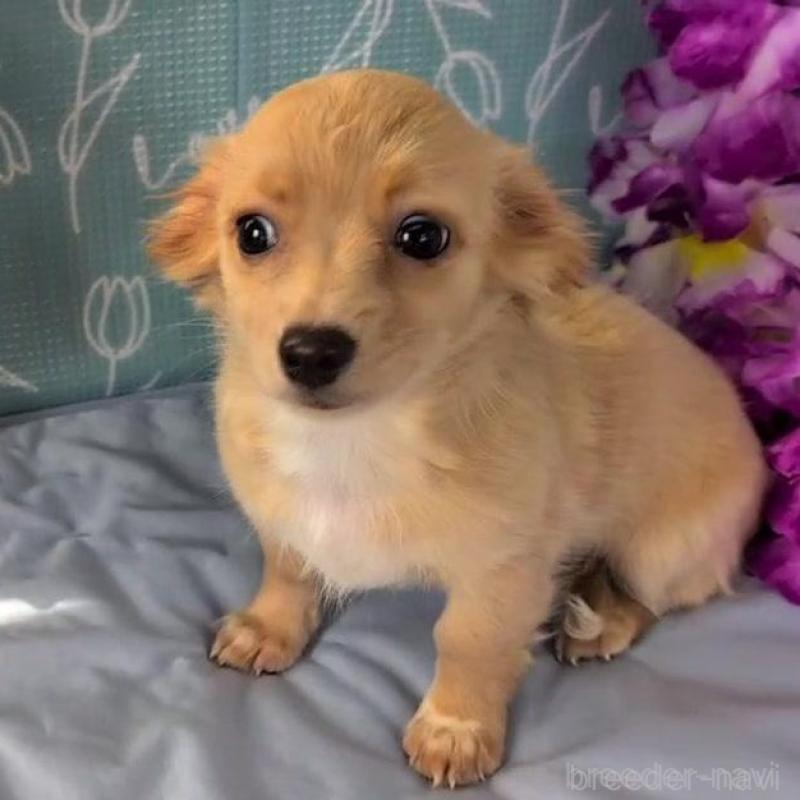 販売中の埼玉県のチワックス:チワワ×ミニチュアダックスフンド-439459の3枚目