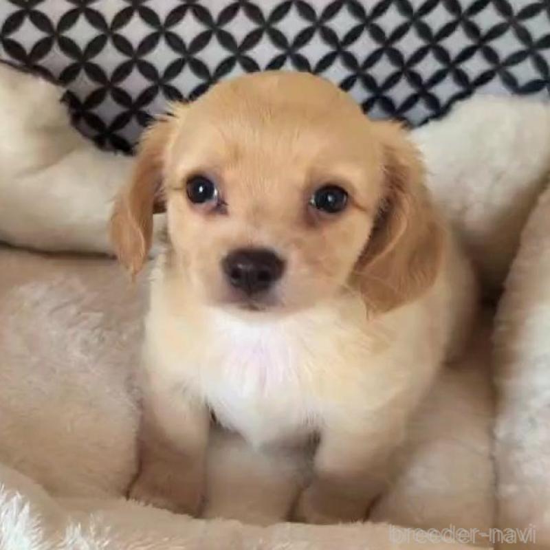 販売中の埼玉県のチワックス:チワワ×ミニチュアダックスフンド-439459の1枚目