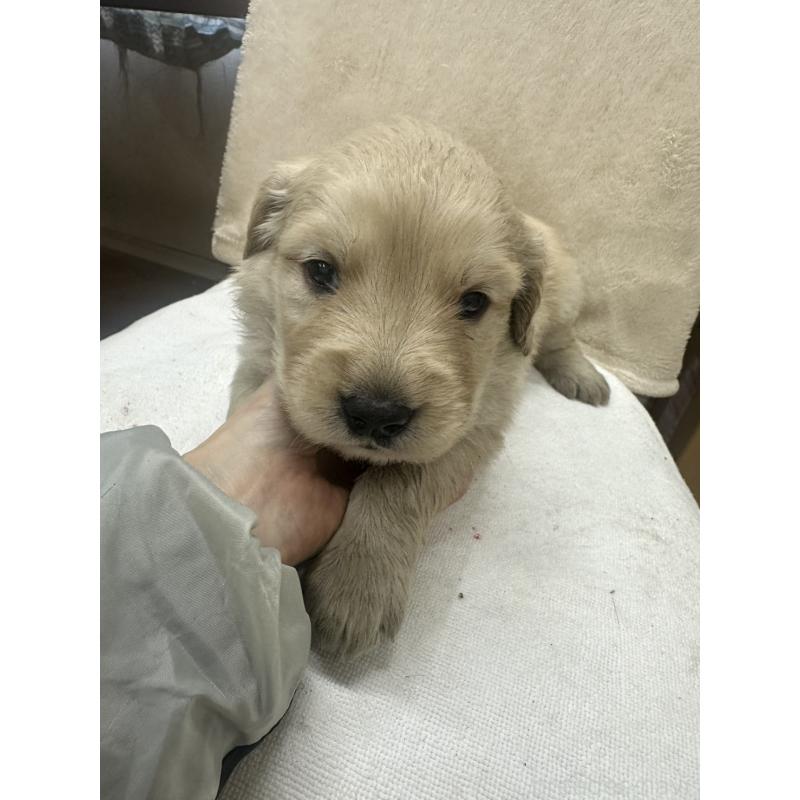 販売中の千葉県のゴールデンレトリーバー-439460の6枚目