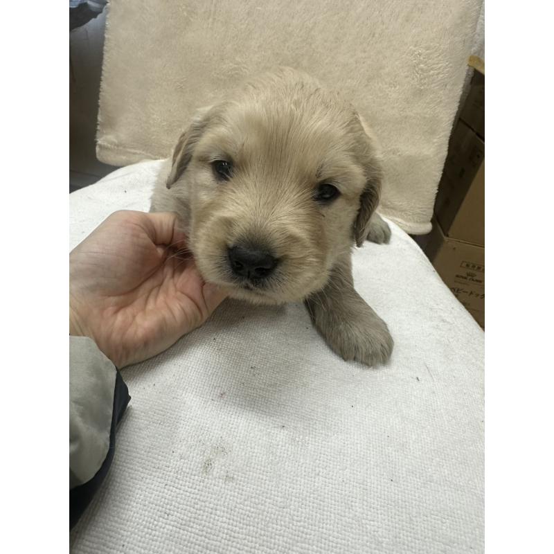 販売中の千葉県のゴールデンレトリーバー-439460の5枚目