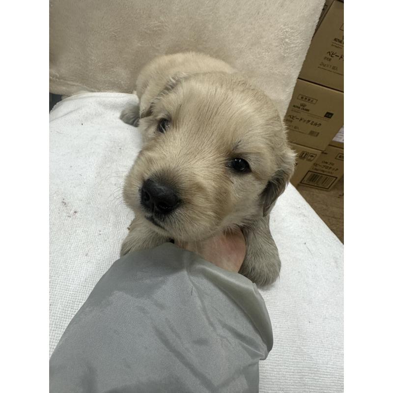 販売中の千葉県のゴールデンレトリーバー-439460