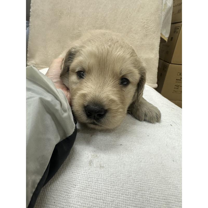 販売中の千葉県のゴールデンレトリーバー-439460の4枚目