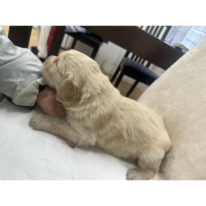 販売中の千葉県のゴールデンレトリーバー-439460の3枚目