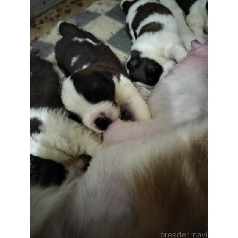 販売中の岐阜県のセントバーナード-439461の1枚目