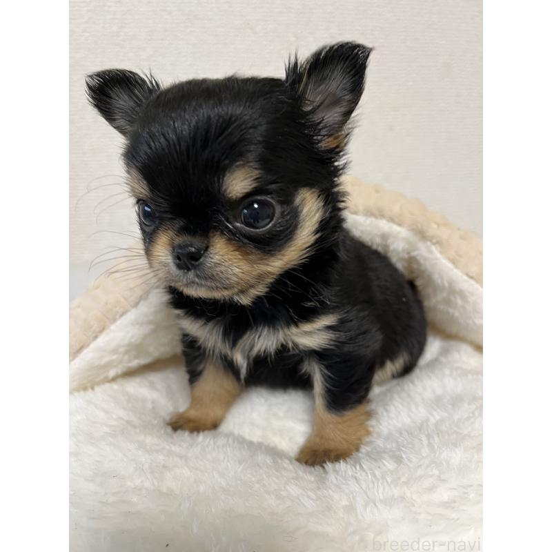 販売中の熊本県のチワワ(ロングコート)-439462の4枚目