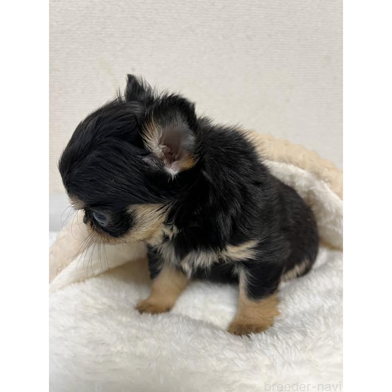 販売中の熊本県のチワワ(ロングコート)-439462の2枚目