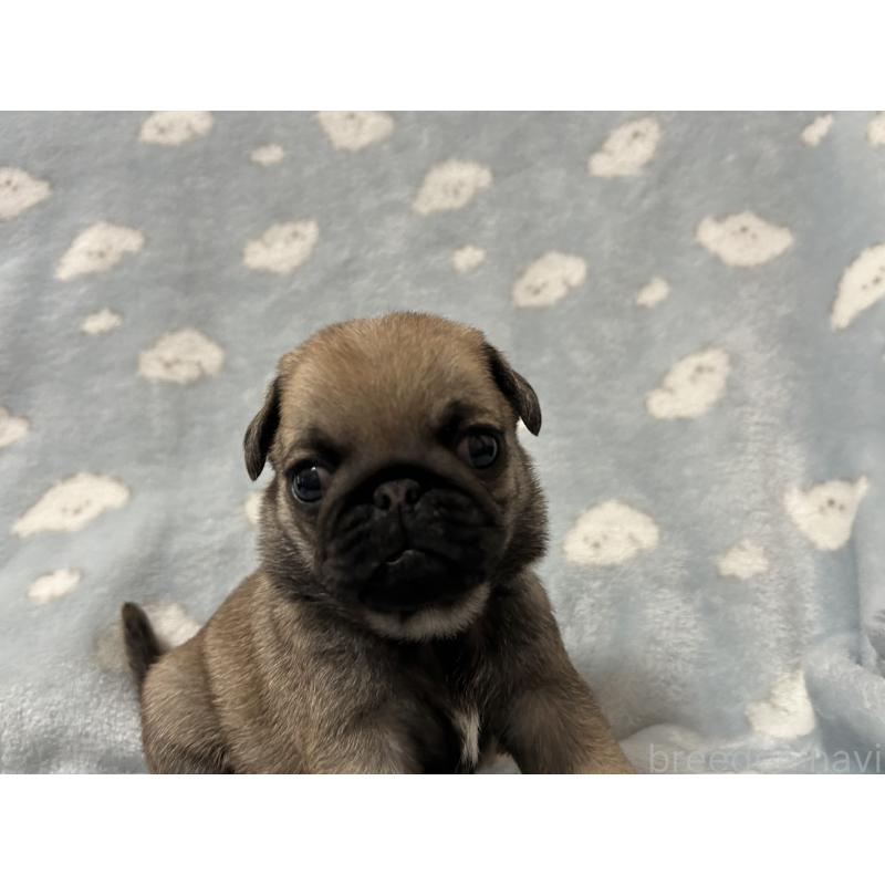 販売中の福岡県のパグ-439467の3枚目